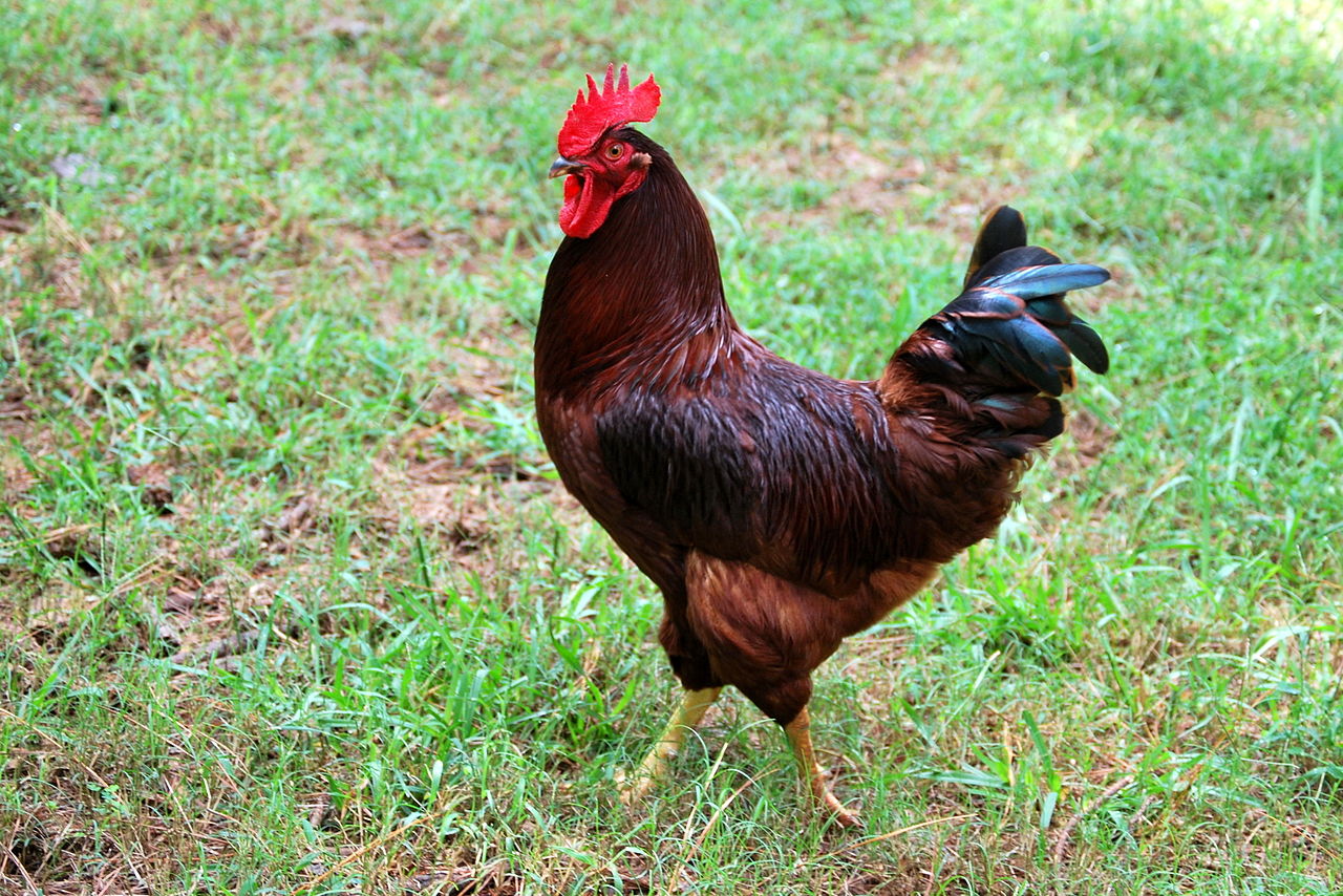 1280px-Royal-_A_Rhode_Island_Red_Rooster